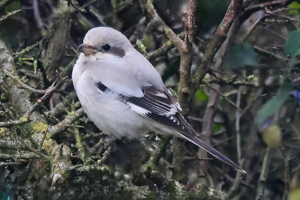 Steppe grey shrike